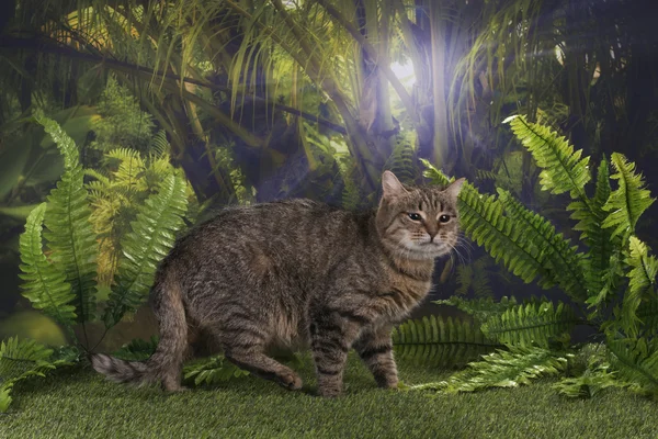 Caças de gatos puros na selva — Fotografia de Stock