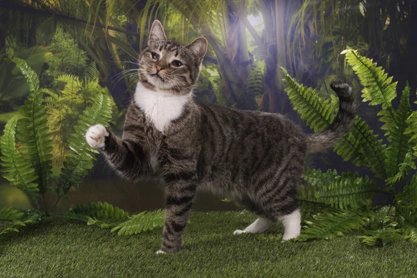 Purebred cat hunts in the jungle — Stock Photo, Image