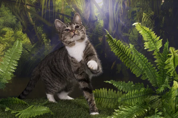 Purebred katt jagar i djungeln — Stockfoto