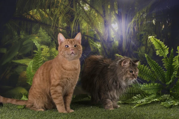 Чистокровні полювання на котів у джунглях — стокове фото