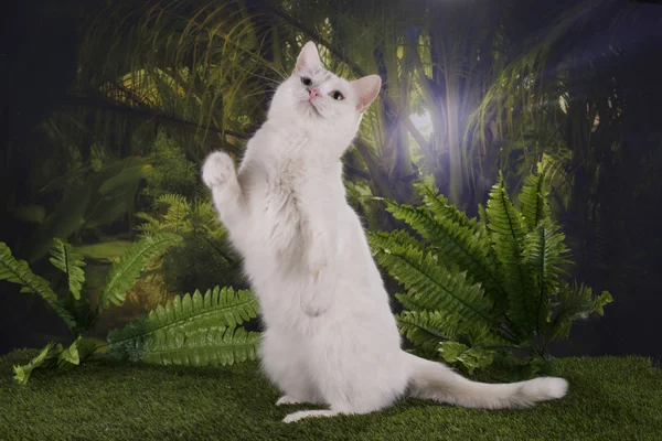 Rasowe zwierzę Kot poluje w dżungli Zdjęcie Stockowe