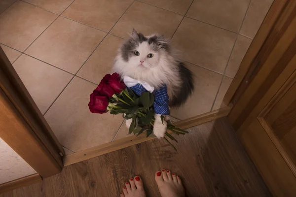 Chat a apporté des roses comme cadeau à sa mère — Photo