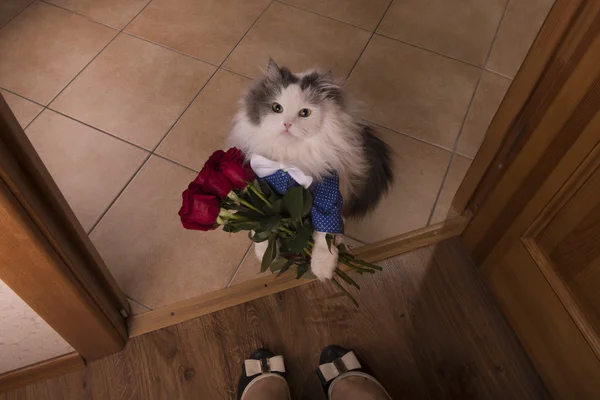 小花猫带玫瑰作为一份礼物给他妈妈 — 图库照片