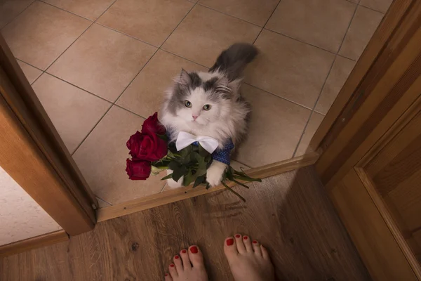 Gato trouxe rosas como um presente para sua mãe — Fotografia de Stock