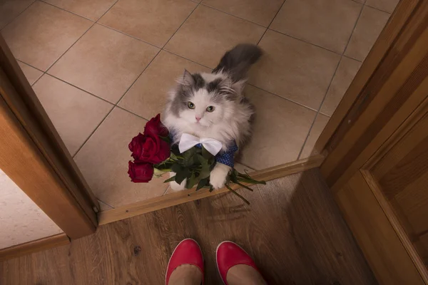 Chat a apporté des roses comme cadeau à sa mère — Photo