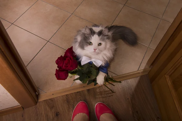 Kat bracht rozen als een geschenk aan zijn moeder — Stockfoto