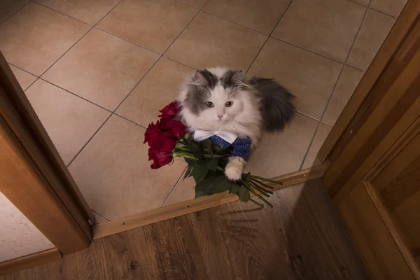 Gato trouxe rosas como um presente para sua mãe — Fotografia de Stock