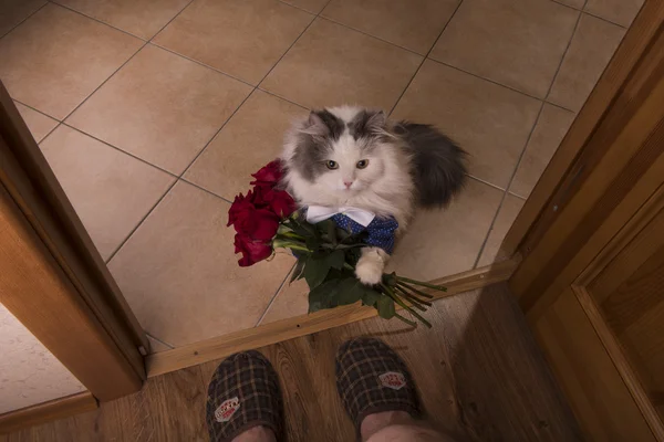 Katze brachte seiner Mutter Rosen als Geschenk — Stockfoto