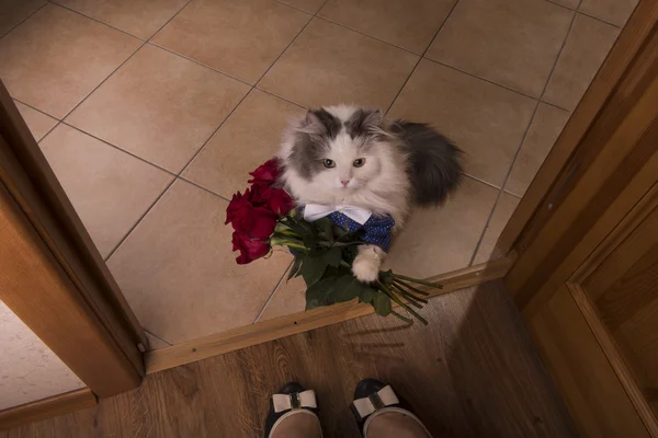 Chat a apporté des roses comme cadeau à sa mère — Photo