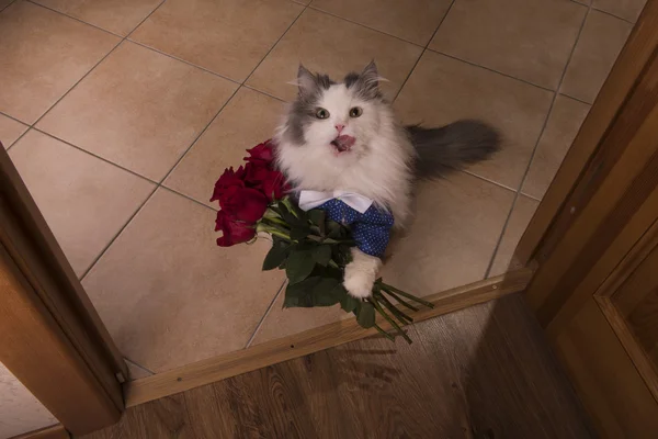 Gato trajo rosas como regalo a su mamá — Foto de Stock