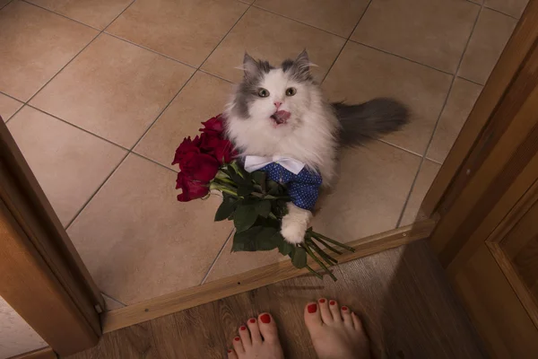 Kot przyniósł róże jako prezent do jego mama — Zdjęcie stockowe