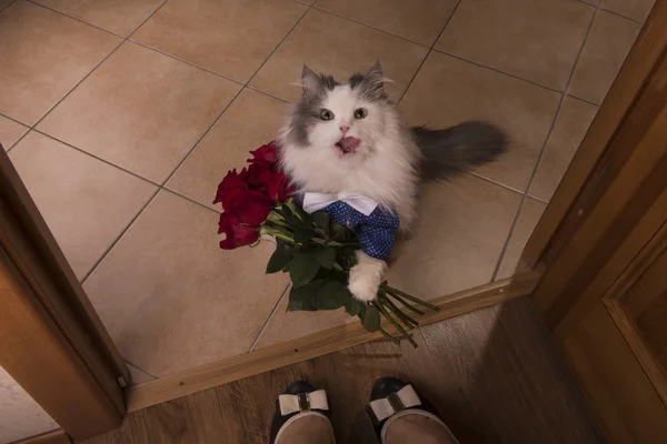 小花猫带玫瑰作为一份礼物给他妈妈 — 图库照片