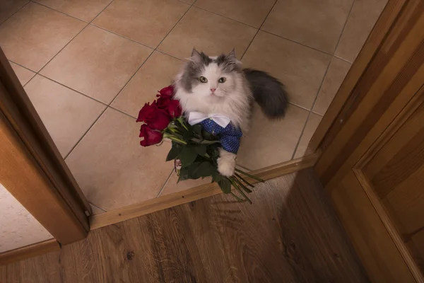 Gatto portato rose come regalo per la sua mamma — Foto Stock