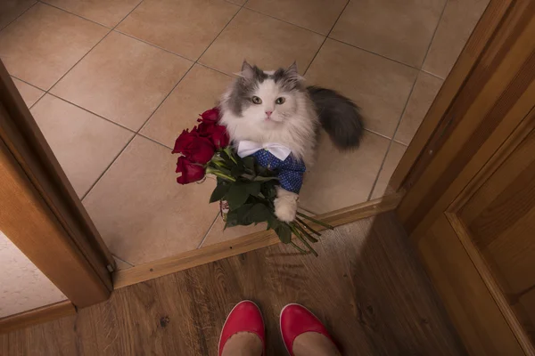 Katze brachte seiner Mutter Rosen als Geschenk — Stockfoto