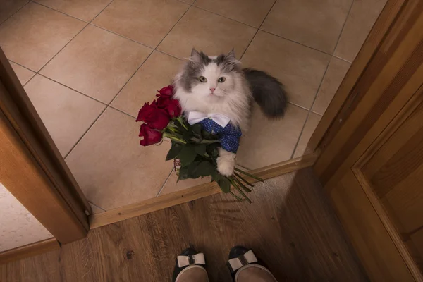 Kot przyniósł róże jako prezent do jego mama — Zdjęcie stockowe