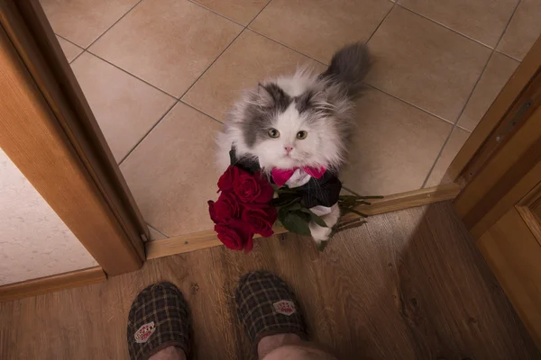 Katze brachte seiner Mutter Rosen als Geschenk — Stockfoto