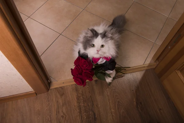Annesi için bir hediye olarak gül getirdi kedi — Stok fotoğraf