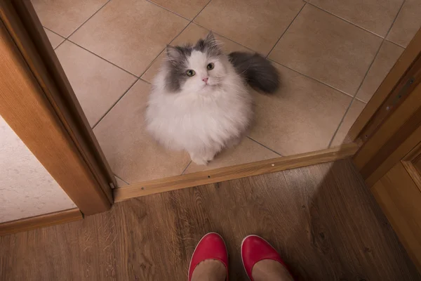 Homeless fluffy cat wants to go home — Stock Photo, Image