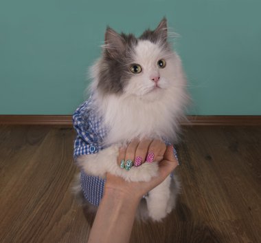 Yeni görünümlü kedi annesi manikür