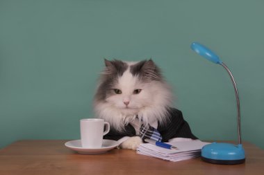 kedi Yöneticisi ofiste oturan bir takım