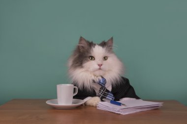 kedi Yöneticisi ofiste oturan bir takım