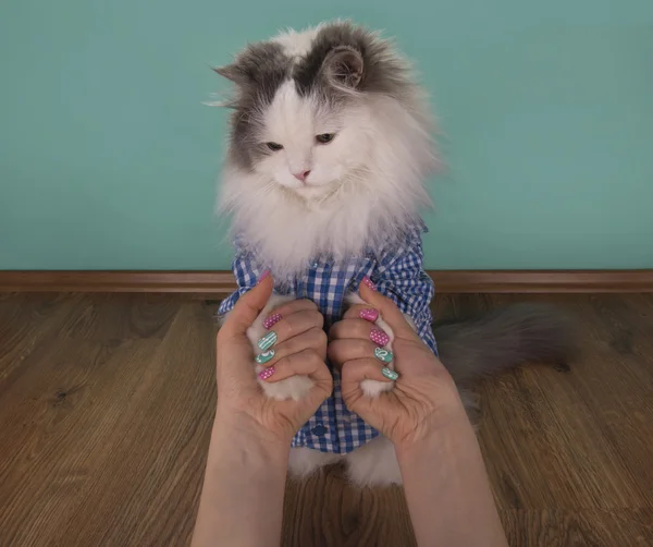 Gato procurando nova manicure sua mãe — Fotografia de Stock