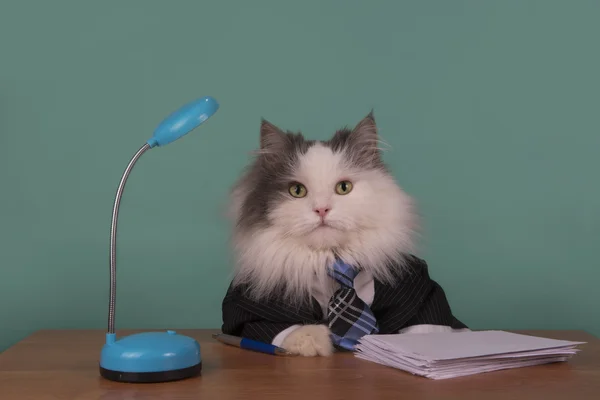 Gato gerente en un traje sentado en la oficina — Foto de Stock