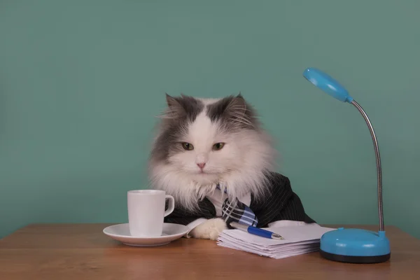 Katt manager i en kostym som sitter på kontoret — Stockfoto