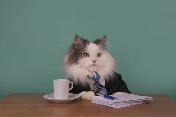 Katzenmanager im Anzug sitzt im Büro — Stockfoto