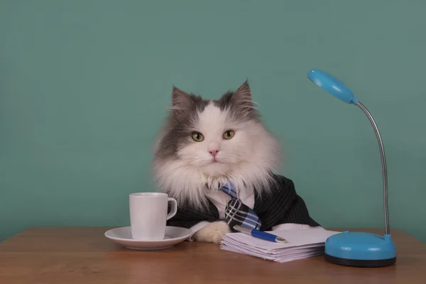 事務所に座っているスーツで猫マネージャー ロイヤリティフリーのストック画像