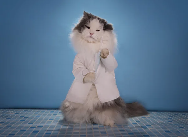 Bir takım elbise doktor kedi yayılması salgını ile başa çıkmak için yapılandırılma biçimini anlatır. — Stok fotoğraf