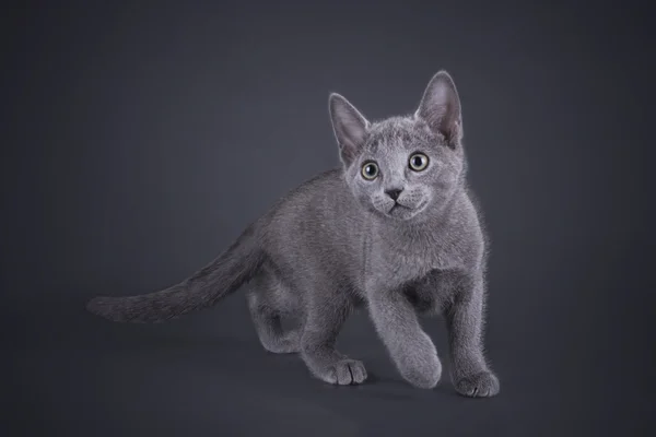 Gatinho russo azul gato isolado em um fundo colorido — Fotografia de Stock