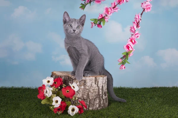 Yavru kedi Rus mavi çimenlerin üzerinde bahar günde oynayan kedi — Stok fotoğraf