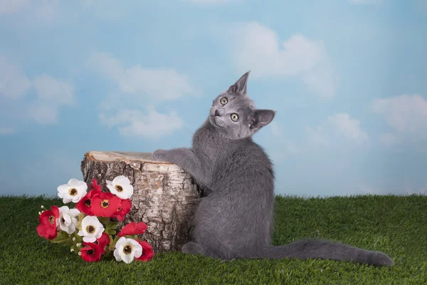 Yavru kedi Rus mavi çimenlerin üzerinde bahar günde oynayan kedi — Stok fotoğraf