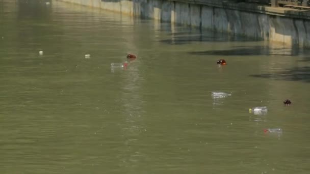 Város folyón úszó műanyag palackok — Stock videók