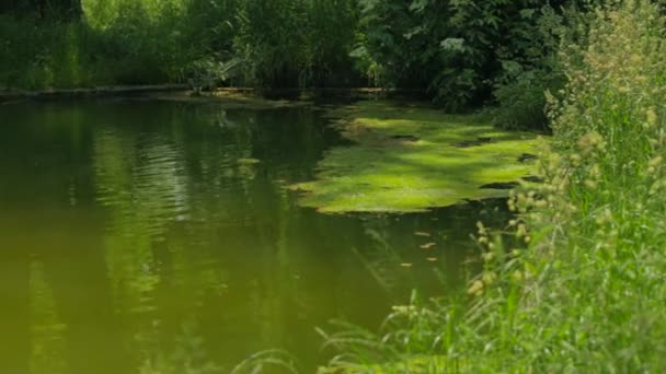Belle rivière coulant dans la verdure 