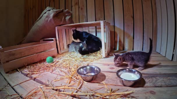 Moeder kat licks en voeder kittens — Stockvideo