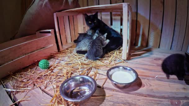 Negro madre gato alimentación gatitos — Vídeo de stock