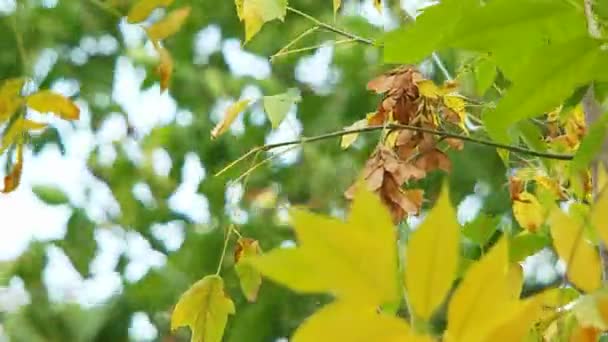 Hojas de árbol amarillentas balanceándose en la brisa — Vídeo de stock