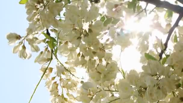 Цветок дерева акации — стоковое видео