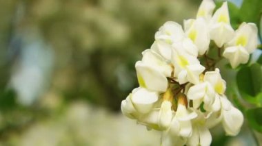 Akasya ağacı çiçeği