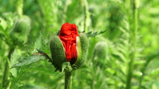 Één Poppy Bud bloei — Stockvideo