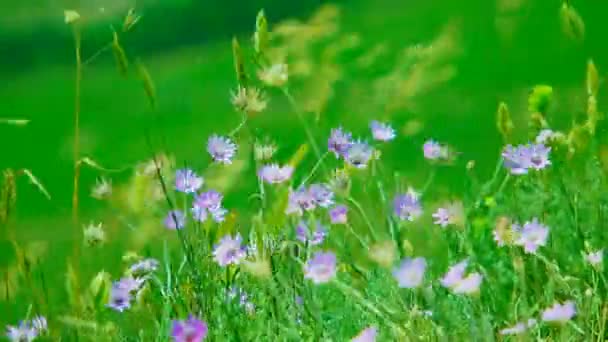 Pequeñas flores de viento balanceándose en el viento — Vídeo de stock