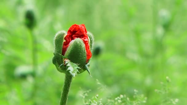 Amapola flor brote — Vídeos de Stock