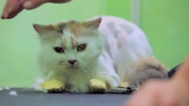 insan eli okşayarak kedi