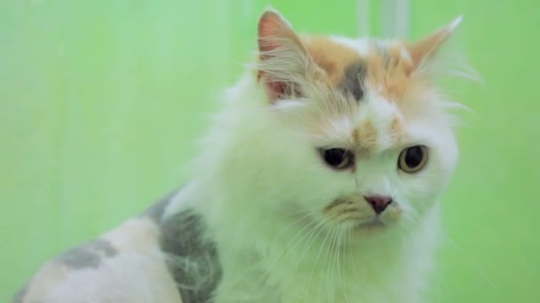 Katze mit traurigen Augen blickt in Kamera — Stockvideo