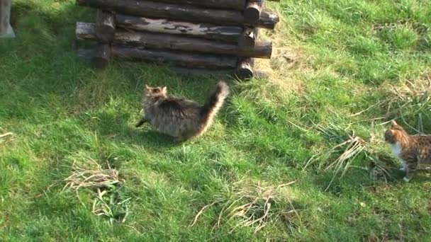 Deux chats marchant sur la prairie verte 