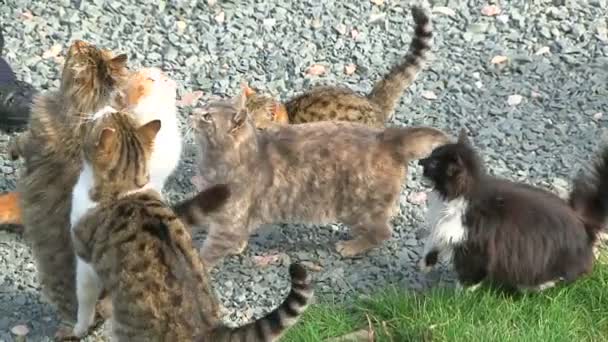 Grupo de gatos pidiendo comida — Vídeo de stock