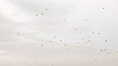 yüksekten uçuyor gökyüzünde Kuşlar sürüsü