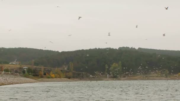 Bando de aves voando sobre o lago — Vídeo de Stock